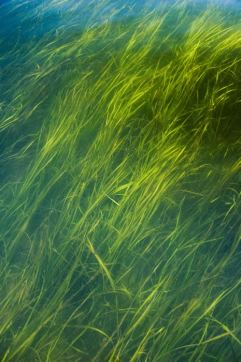 eelgrass 2