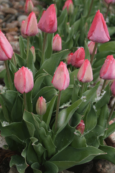 pink tulips