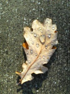fallen-bel-leaf-with-rain-drops