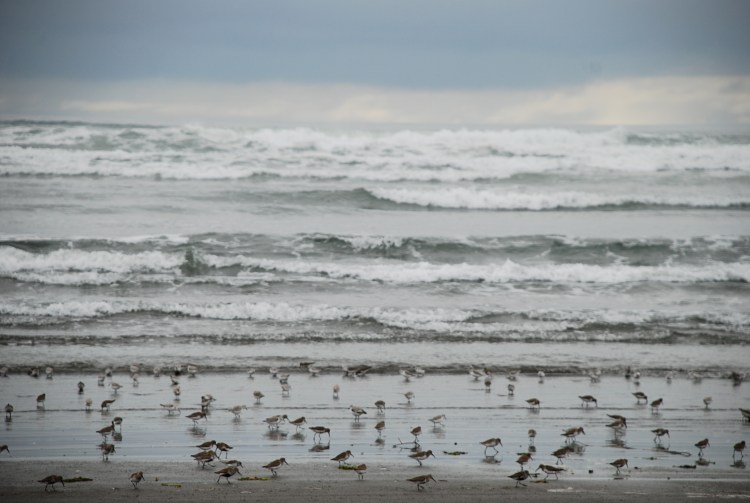 birds-ocean-shores